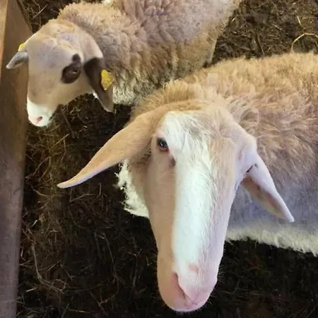 Tourist Farm Kladje Farm stay
