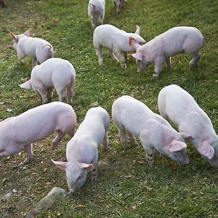 Farmház Tourist Farm Kladje Ljubno