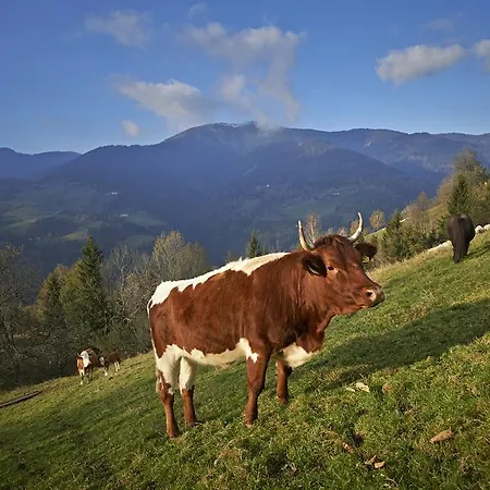 Tourist Farm Kladje Farm stay