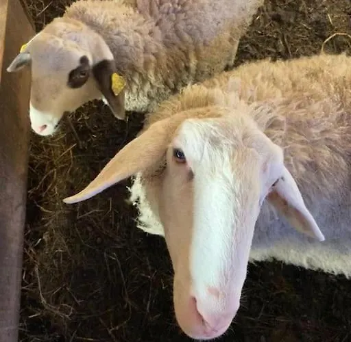 Tourist Farm Kladje Alloggio per agriturismo