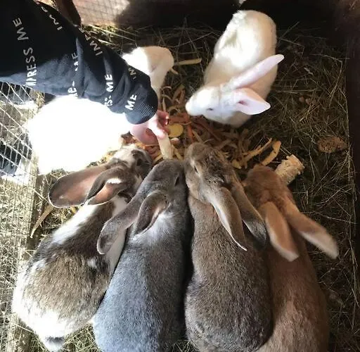 Tourist Farm Kladje Ljubno